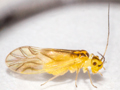 Valenzuela flavidus
